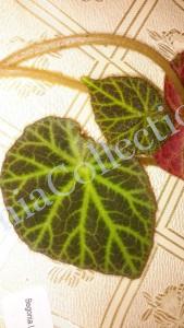 Begonia U606-4