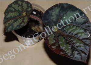 Begonia Xanthina Dark Shadows