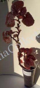begonia-bachiensis-1