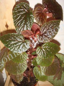 begonia-bachiensis-3