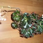 begonia-erythrophylla-bunchii_2