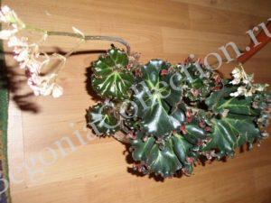begonia-erythrophylla-bunchii_2