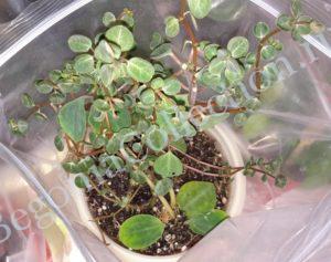 Peperomia Jungle Red-2