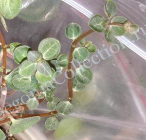Peperomia Jungle Red-3
