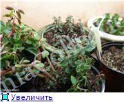 Peperomia Rubella-2