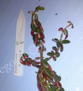 Peperomia Rubella