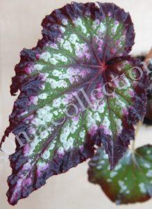 begonia-catalina-sunrise