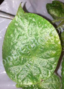 Begonia Sujanae-3