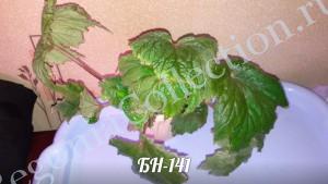 Begonia БН-141-1