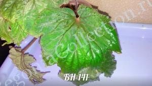 Begonia БН-141-2