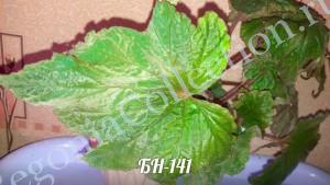Begonia БН-141-3