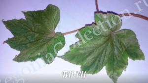 Begonia БН-141-4