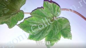 Begonia БН-141-5