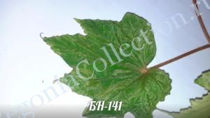Begonia БН-141-6