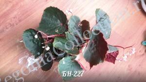 Begonia БН-227