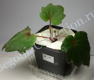 Begonia БН-141