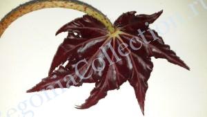 Begonia БН-27-1