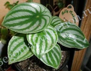 Peperomia argyreia