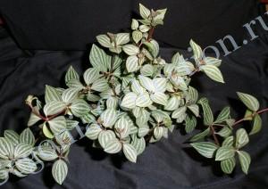 Peperomia puteolata Watermelon