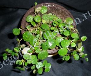 Peperomia totundifolia sp. Ecuador