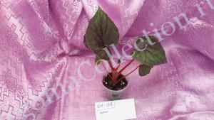 Begonia БН-138-1