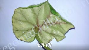 Begonia БН-144-3