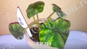 Begonia БН-144