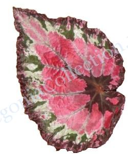 Begonia БН-265 (№15 от Николины)-2