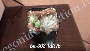 Begonia БН-302