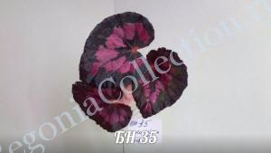 Begonia БН-35