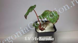 Begonia БН-54 Kurodia