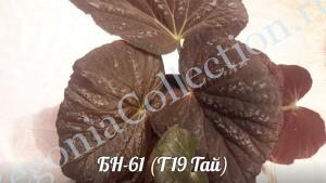 Begonia БН-61