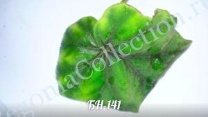 Begonia БН-144-2