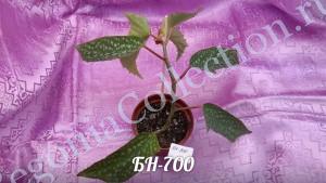 Begonia БН-700