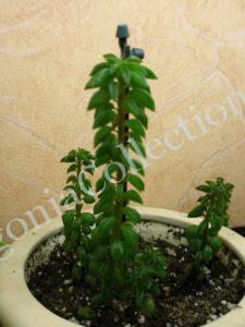 Peperomia Nivalis-2