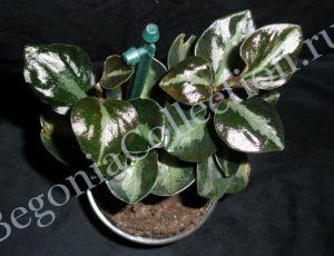 Peperomia metallica 'Columbiana'