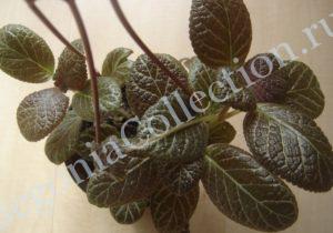 episcia-thads-persian-tapestry