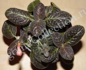 episcia-jims-black-dragon