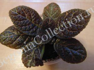 episcia-jims-black-star