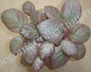 episcia-jims-dancing-doll