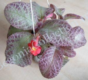 episcia-jims-sea-of-love