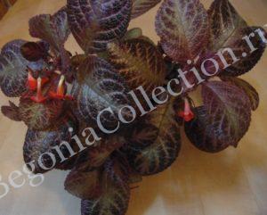 episcia-thads-lavender-lady