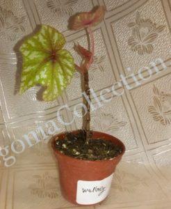 Begonia Wolney
