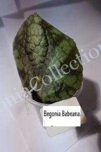 begonia-babeana