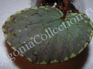begonia-beccarii-2