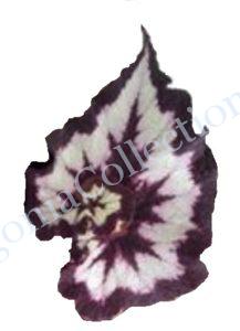 begonia-china-curl-5