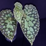 begonia-chlorosticta-red-6