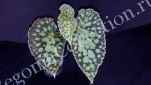 begonia-chlorosticta-red-6