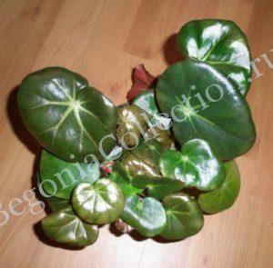begonia-eritrophylla-feastii-1