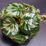 begonia-mashanica